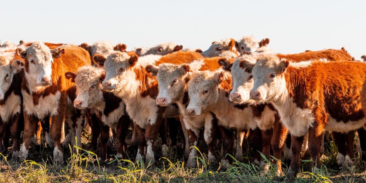 El precio de la carne vacuna toca techo y el mercado entra en fase de estabilidad