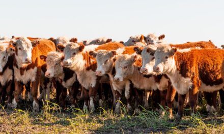 El precio de la carne vacuna toca techo y el mercado entra en fase de estabilidad