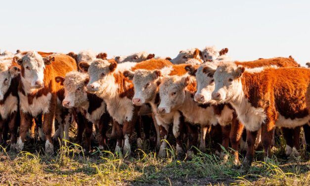 El precio de la carne vacuna toca techo y el mercado entra en fase de estabilidad