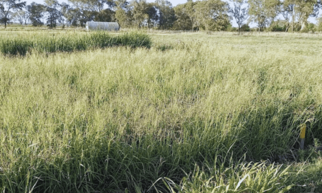 Nitrógeno: la clave para potenciar el forraje en zonas semiáridas