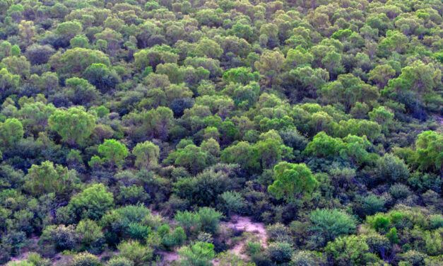 Córdoba extiende incentivos de conservación forestal rural