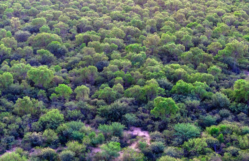 Córdoba extiende incentivos de conservación forestal rural