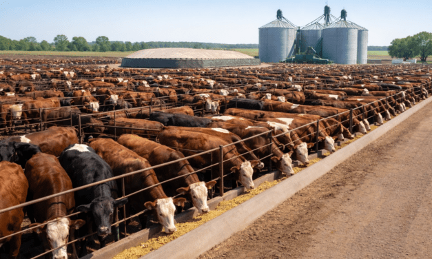 Feedlots: récord y reconfiguración productiva ganadera