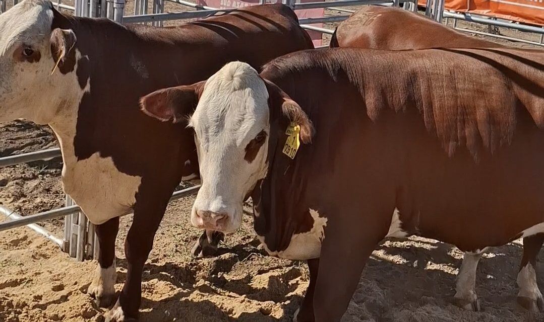 Raza Braford en Expoagro 2026 consolida su expansión