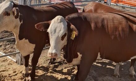 Raza Braford en Expoagro 2026 consolida su expansión