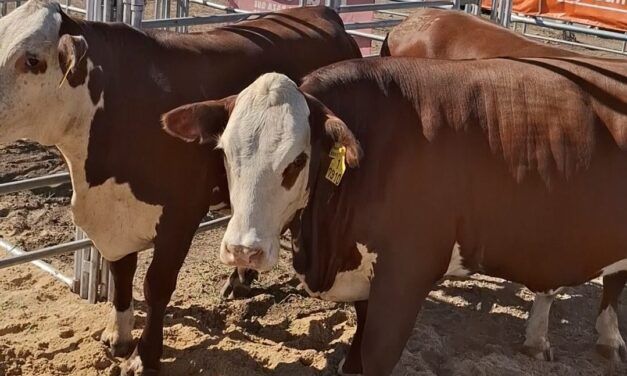 Raza Braford en Expoagro 2026 consolida su expansión