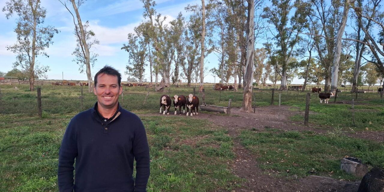 Genética Braford para producción de carne de exportación