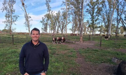 Genética Braford para producción de carne de exportación