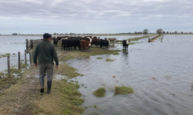 Emergencia agropecuaria en Santa Fe por inundaciones