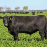 Tipificación de la carne: el desafío pendiente argentino