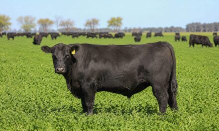Tipificación de la carne: el desafío pendiente argentino