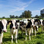 Los créditos en kilos de carne para lechería suman posibilidades