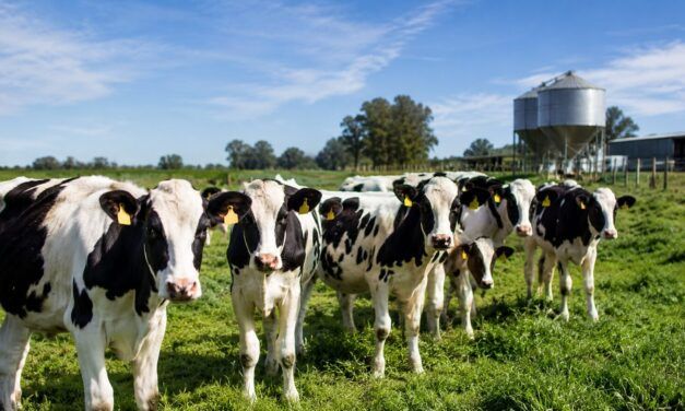 Los créditos en kilos de carne para lechería suman posibilidades