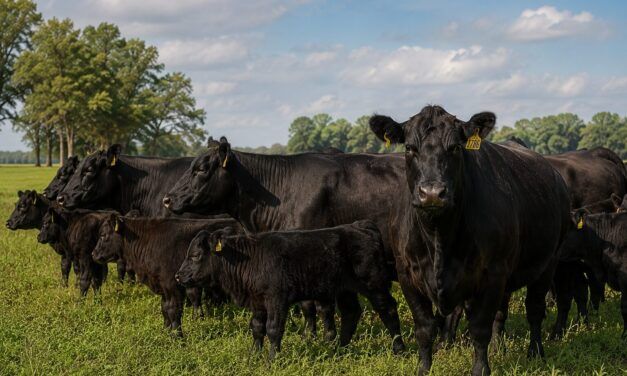 Genética bovina Angus y eficiencia para producir más