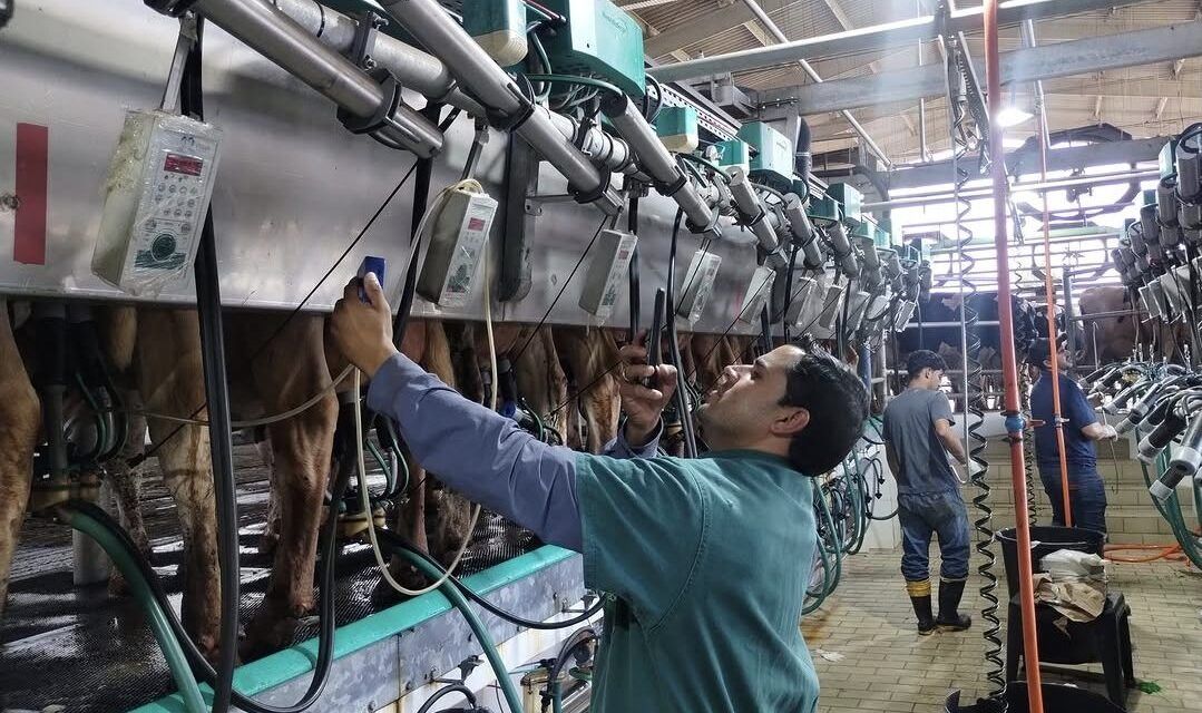 Capacitación y tecnología en los tambos para ganar eficiencia