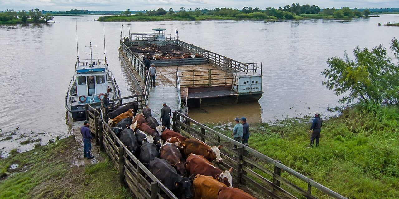 Movimiento de hacienda ante El Niño: Entre Ríos coordina protocolo