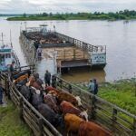 Movimiento de hacienda ante El Niño: Entre Ríos coordina protocolo