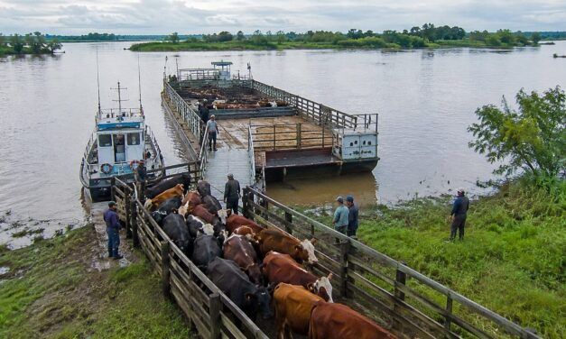 Movimiento de hacienda ante El Niño: Entre Ríos coordina protocolo