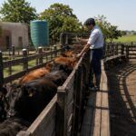 Sanidad animal para mejorar la productividad del rodeo
