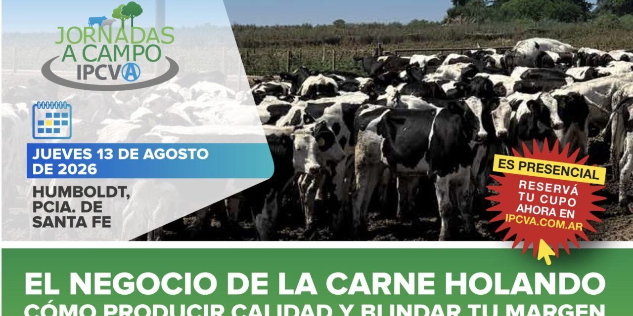 Carne Holando: claves para blindar el margen