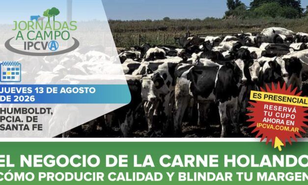 Carne Holando: claves para blindar el margen