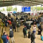 Rigran destacó la calidad genética y el crecimiento de la Expo Rural de San Justo