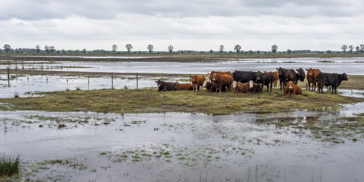Santa Fe se prepara para El Niño: Ropeca conecta recursos para proteger los rodeos