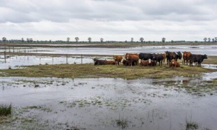 Santa Fe se prepara para El Niño: Ropeca conecta recursos para proteger los rodeos