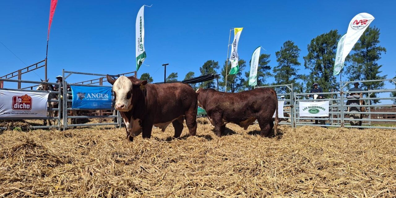 La Lehmann consolidó a Romang como plaza ganadera