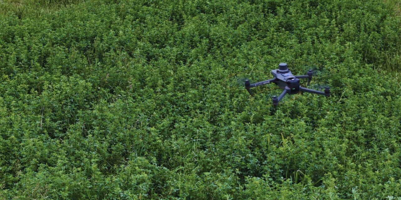Malezas en alfalfa: drones comerciales para conocer mejor el estado del lote