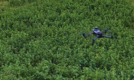 Malezas en alfalfa: drones comerciales para conocer mejor el estado del lote