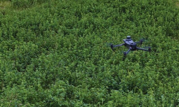 Malezas en alfalfa: drones comerciales para conocer mejor el estado del lote